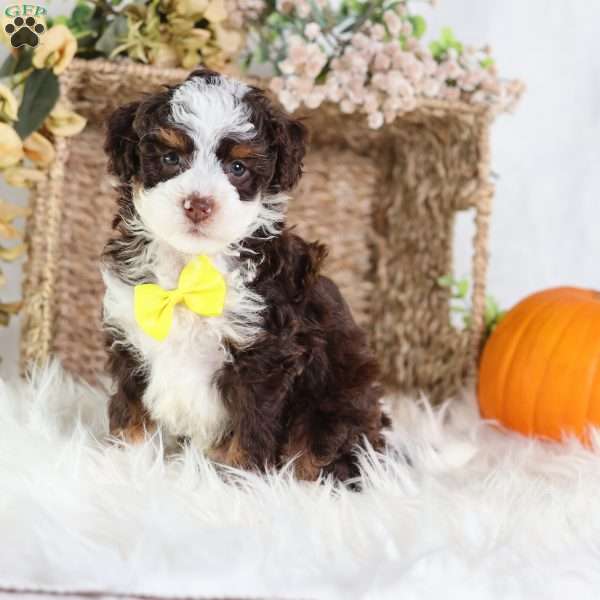 Flax, Mini Bernedoodle Puppy